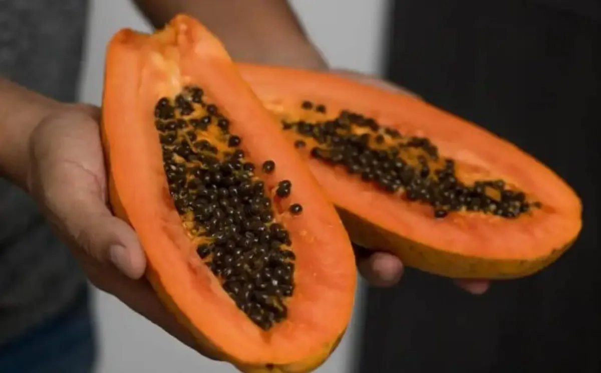Papaya Premium 2